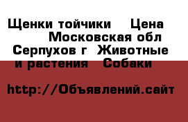 Щенки тойчики  › Цена ­ 7 000 - Московская обл., Серпухов г. Животные и растения » Собаки   